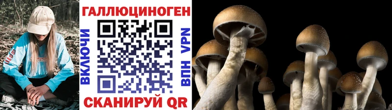 Купить  Удачный  Галлюциногенные грибы Magic Shrooms 